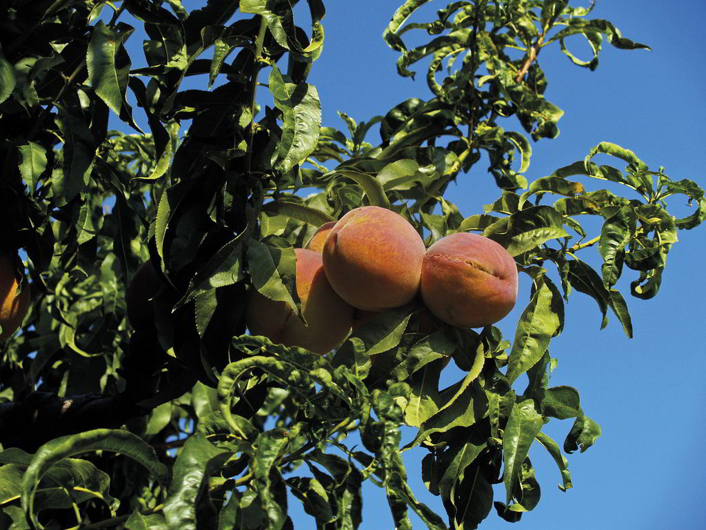 Velventos Peaches. The peaches from Velventos are widely known for the finesse, aroma and flavor. In the area surrounding Velventos, 800 hectares of peach trees are being farmed. The amount of production reaches 19.000 tons per year.