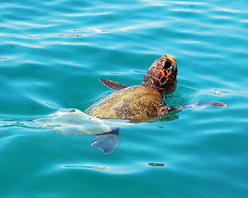Caretta–Caretta. The loggerhead sea turtle Caretta – Caretta is one of the rarest species of the planet. It appeared, 200 million years ago for the first time in the seas and during this long Mediterranean journey, it choce the most beautiful and warm sandy beaches of Zakynthos for its reproduction.